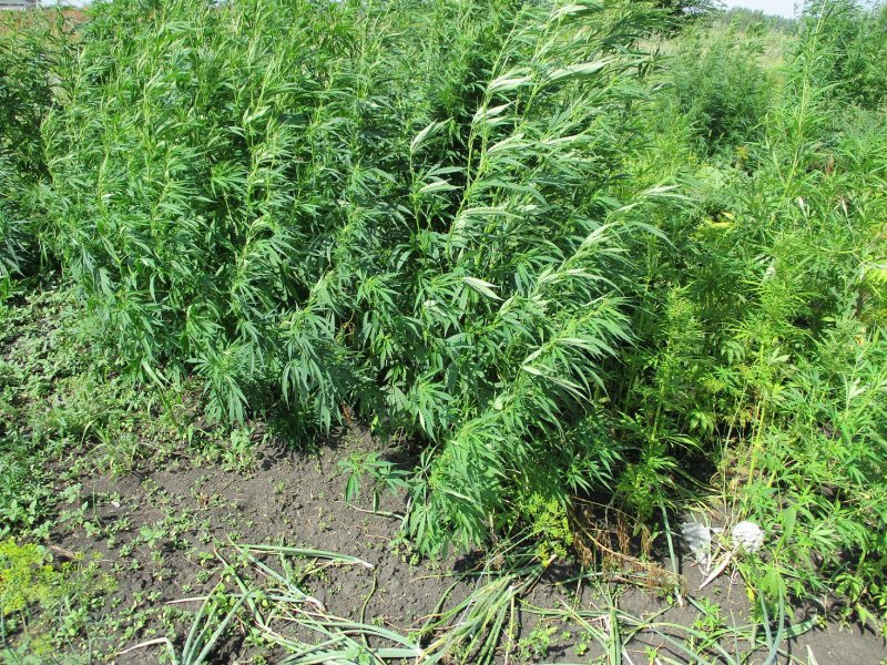 Полицейские села Петровское изъяли 143 растения культивированной конопли и 200 граммов высушенной марихуаны