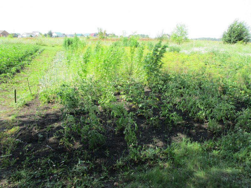 Полицейские села Петровское изъяли 143 растения культивированной конопли и 200 граммов высушенной марихуаны