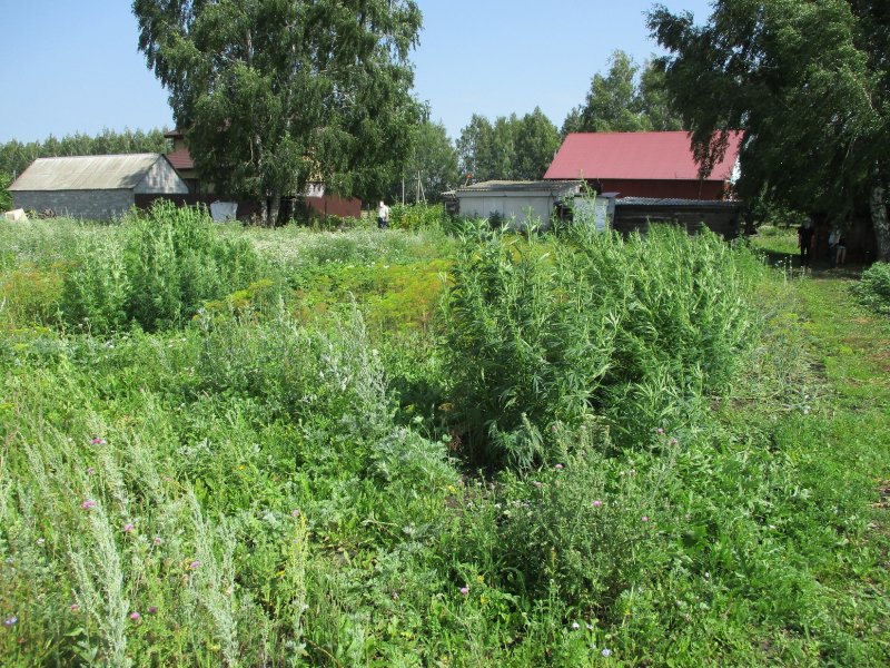 Полицейские села Петровское изъяли 143 растения культивированной конопли и 200 граммов высушенной марихуаны